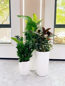 宁波植物出租，优质服务等你来体验><div class=