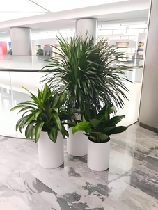 鄞州植物租赁哪家好